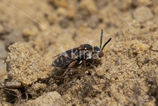 Gewone viltbij (Epeolus variegatus)