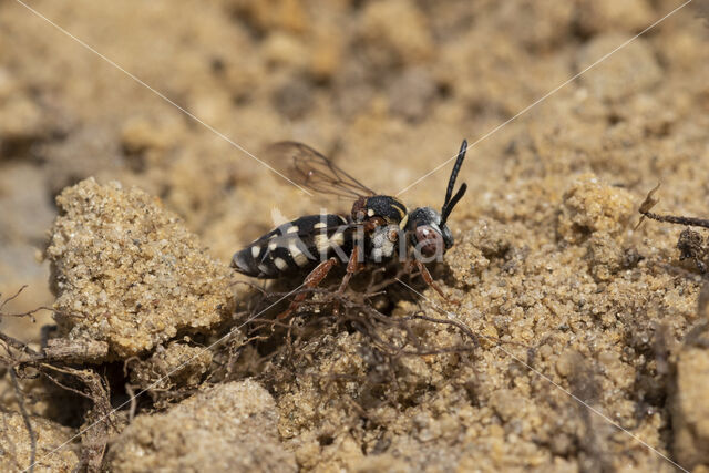 Gewone viltbij (Epeolus variegatus)