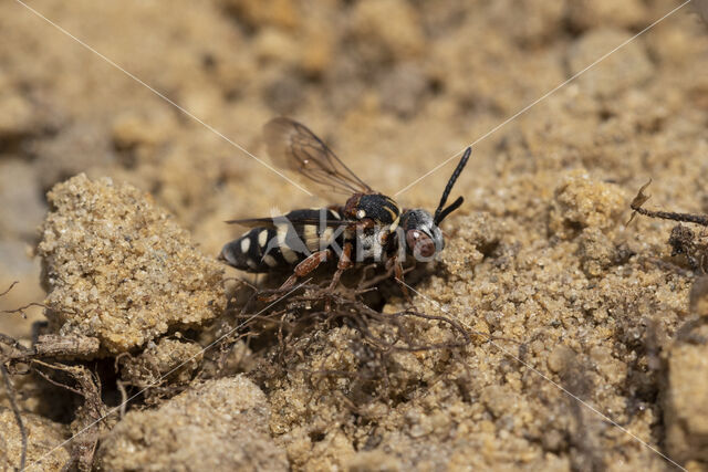 Gewone viltbij (Epeolus variegatus)