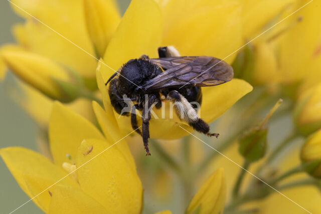 Macropis europaea