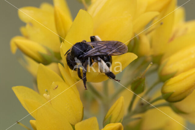 Macropis europaea