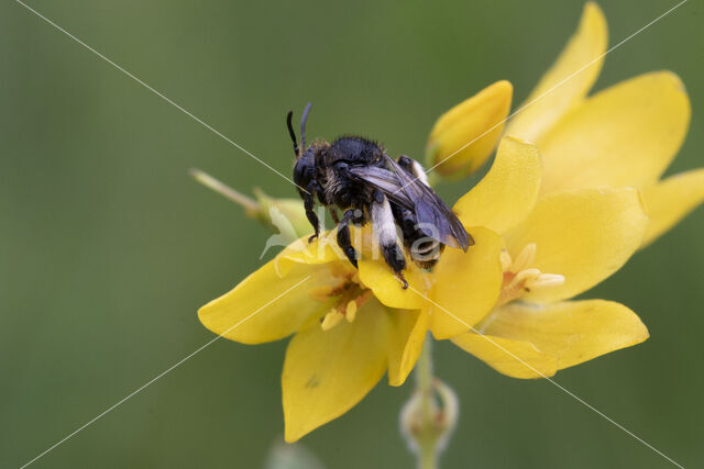 Macropis europaea
