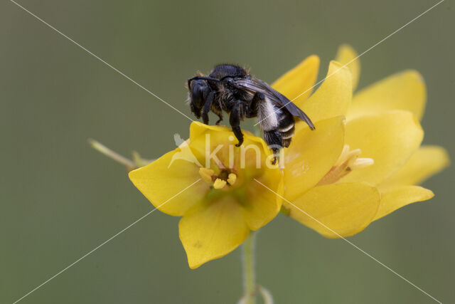 Gewone slobkousbij (Macropis europaea