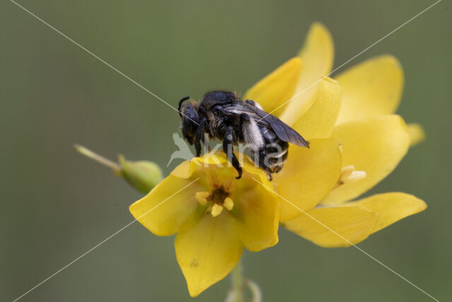 Macropis europaea