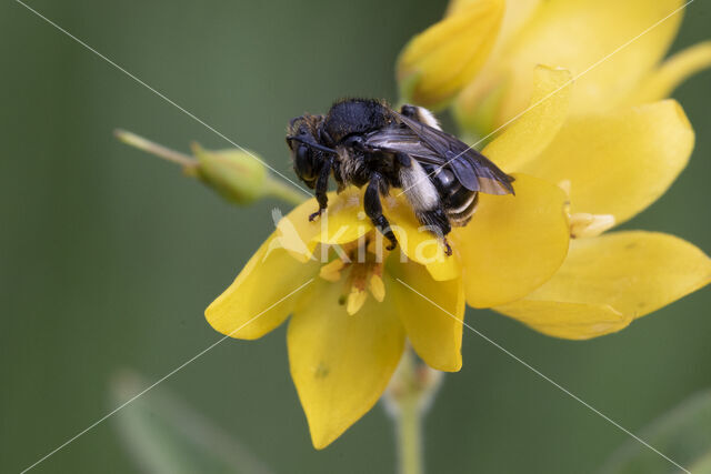 Macropis europaea