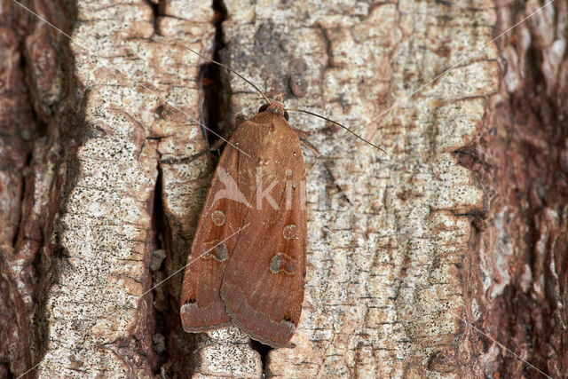 Large Yellow Underwing (Noctua pronuba)