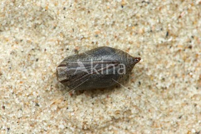 Ringlet (Aphantopus hyperantus)