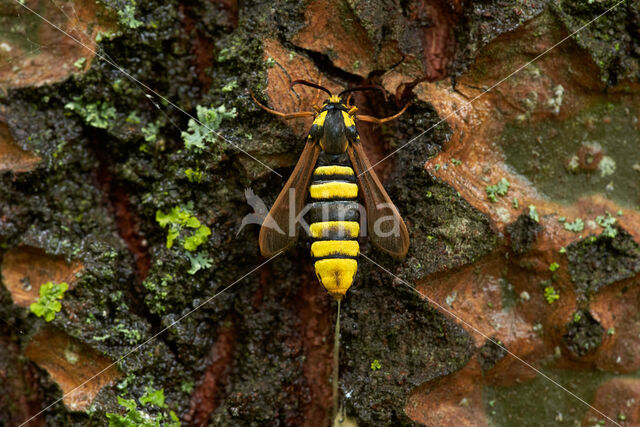 Hoornaarvlinder (Sesia apiformis)