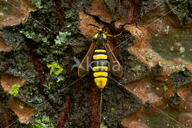 Hornet Moth (Sesia apiformis)