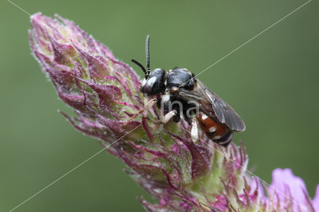 Bonte viltbij (Epeoloides coecutiens)