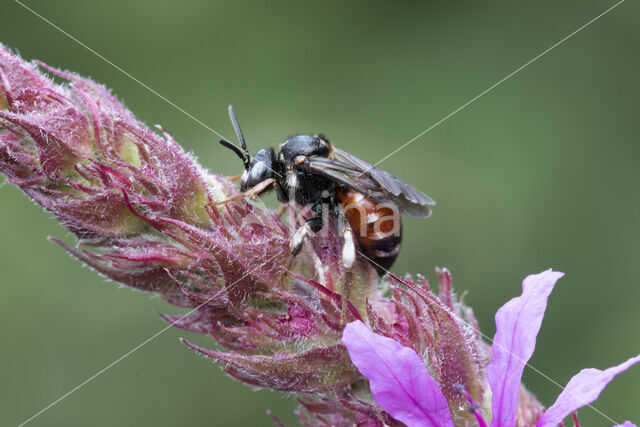 Cleptoparasitic Bee (Epeoloides coecutiens)