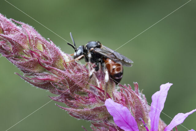 Bonte viltbij (Epeoloides coecutiens)