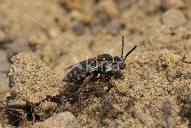 Gewone viltbij (Epeolus variegatus)