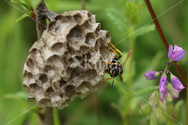 Bergveldwesp (Polistes biglumis)