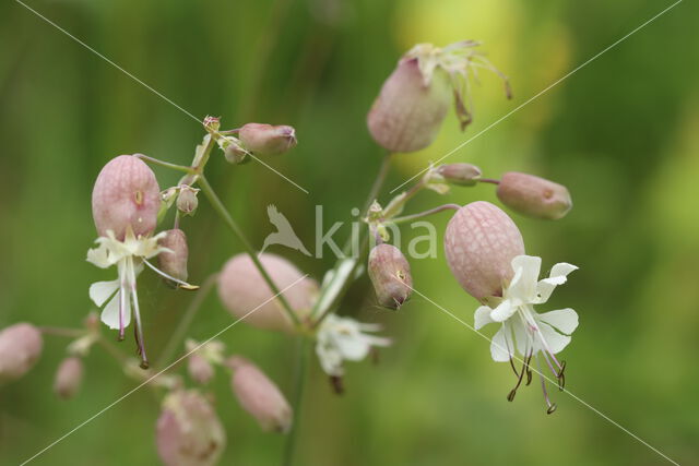 Bladder Campion (Silene vulgaris)