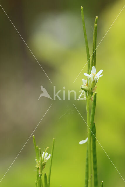 Ruige scheefkelk (Arabis hirsuta)