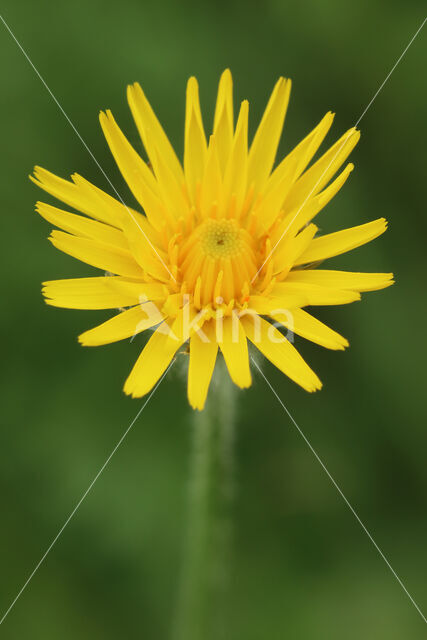 Rough Hawkbit (Leontodon hispidus)