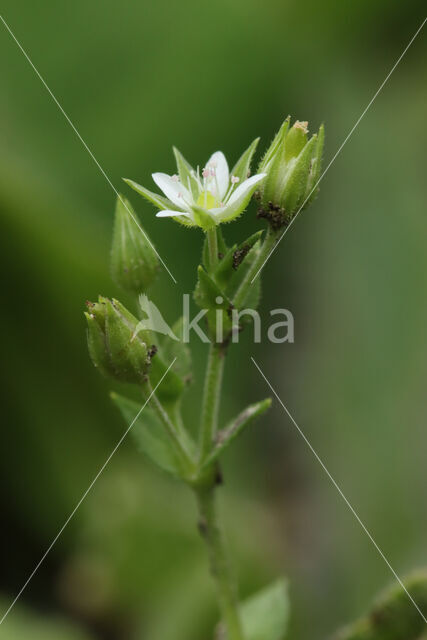 Gewone zandmuur (Arenaria serpyllifolia)