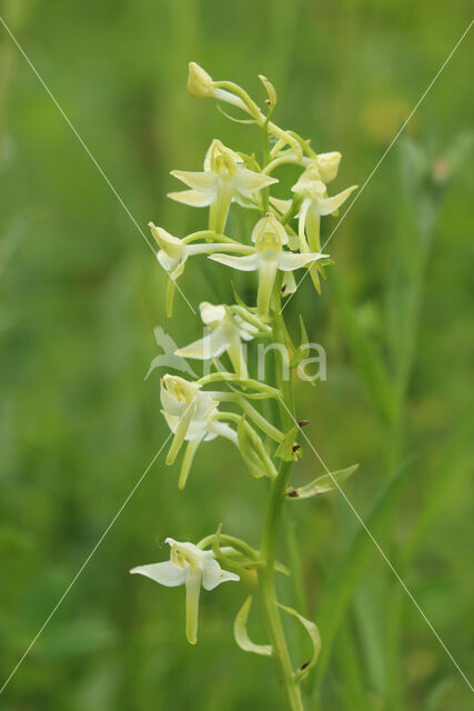 welriekende x bergnachtorchis (Platanthera x hybrida)