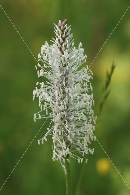 Hoary Plantain (Plantago media)