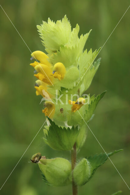 Harige ratelaar (Rhinanthus alectorolophus)