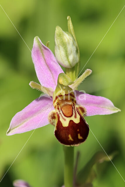 Bee Orchid (Ophrys apifera)