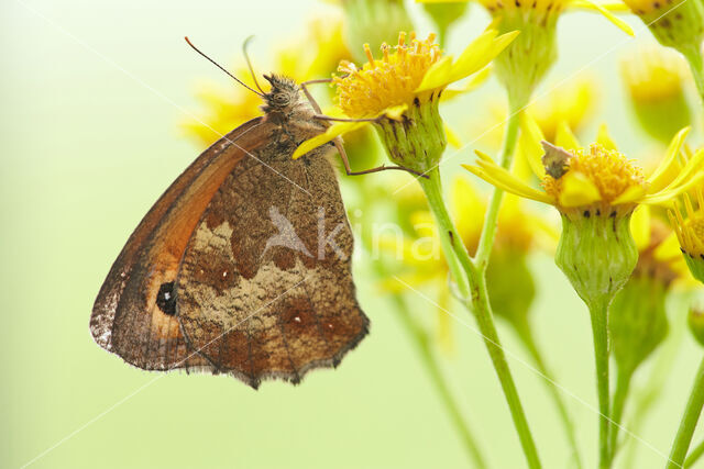 Oranje zandoogje (Pyronia tithonus)