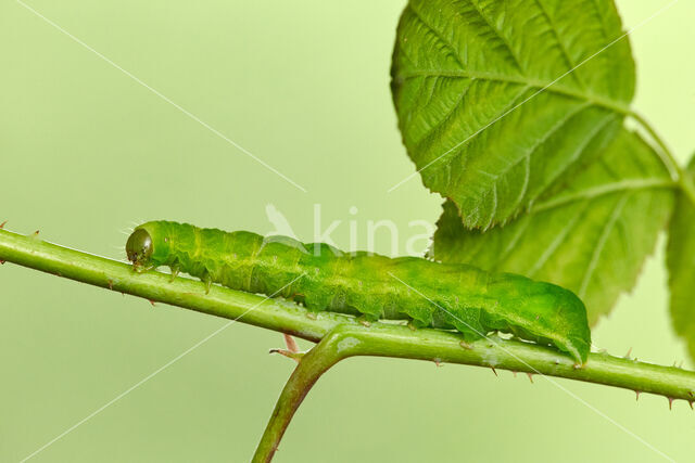 Angle Shades (Phlogophora meticulosa)