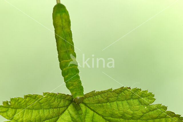 Angle Shades (Phlogophora meticulosa)