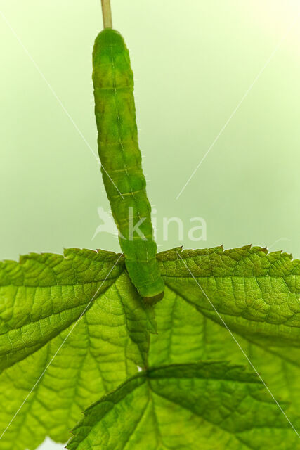 Angle Shades (Phlogophora meticulosa)