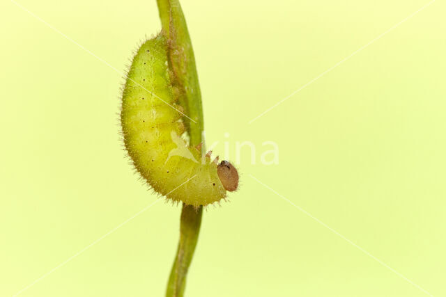 Oranje zandoogje (Pyronia tithonus)