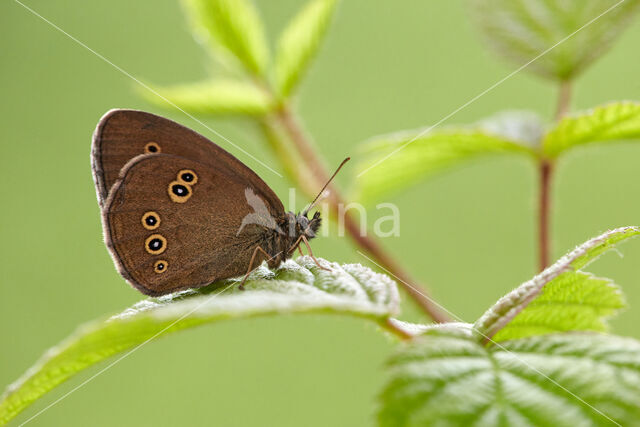 Ringlet (Aphantopus hyperantus)