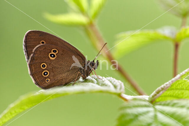 Ringlet (Aphantopus hyperantus)