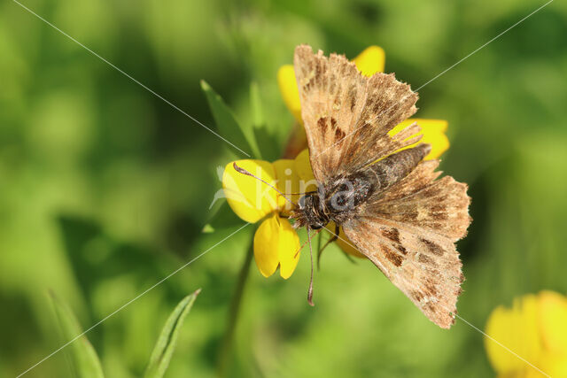 Mallow Skipper (Carcharodus alceae)