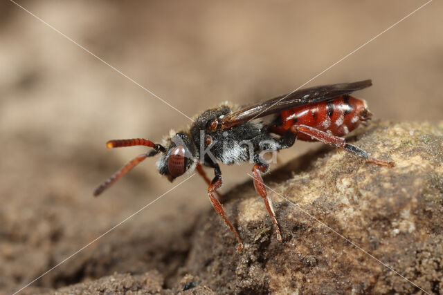 Dubbeldoornwespbij (Nomada femoralis)