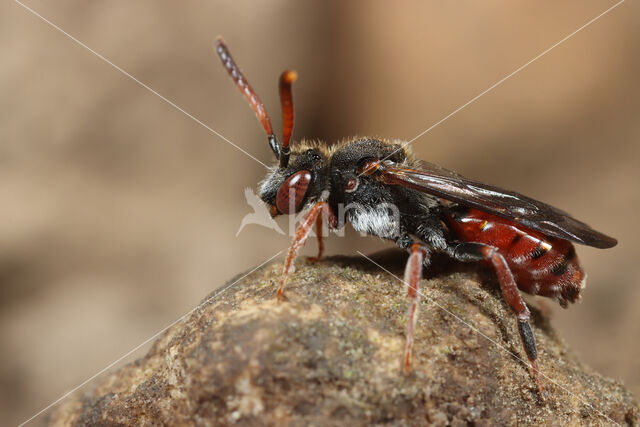 Dubbeldoornwespbij (Nomada femoralis)