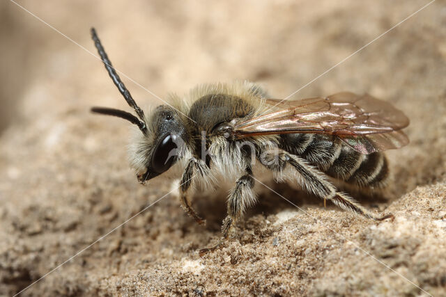 Geelstaartklaverzandbij (Andrena wilkella)