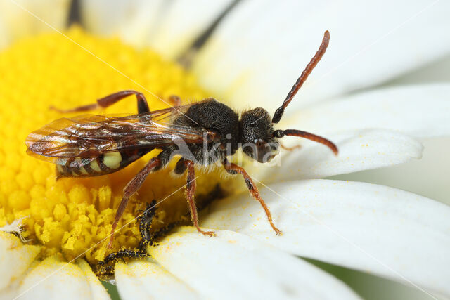 Wasp-bee (Nomada panzeri)