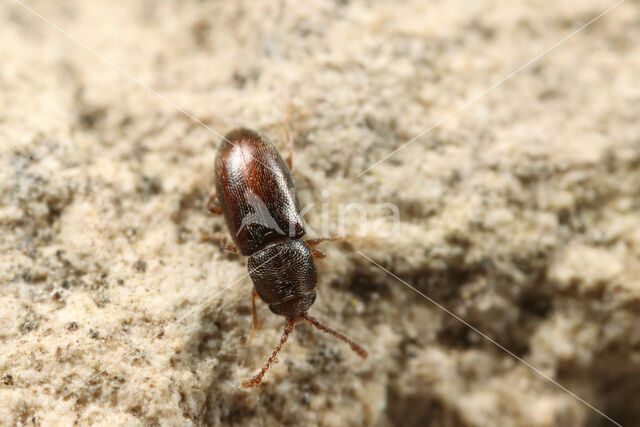 Pygmy mangold beetle (Atomaria linearis)