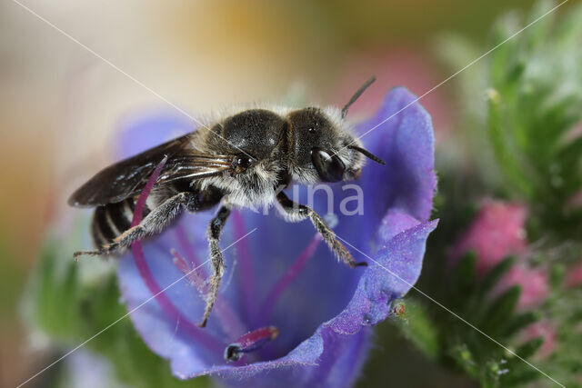 Slangenkruidbij (Osmia adunca)