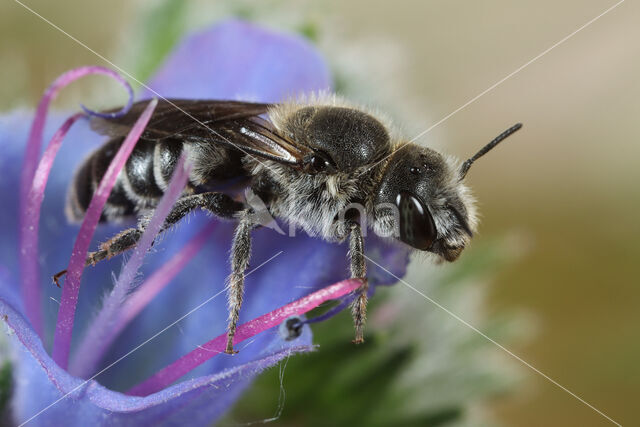 Slangenkruidbij (Osmia adunca)