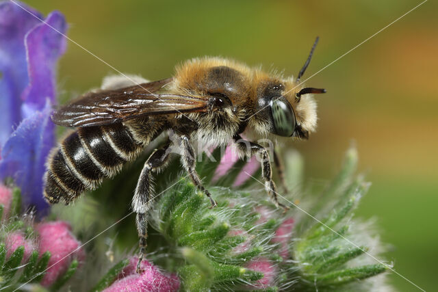 Osmia adunca