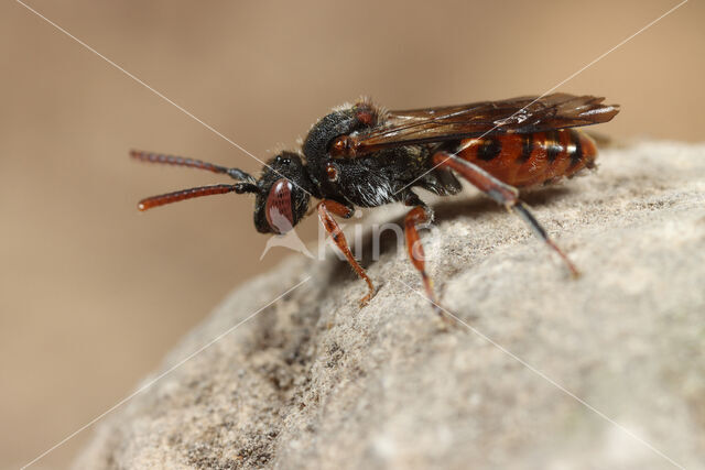 Wasp-bee (Nomada integra)