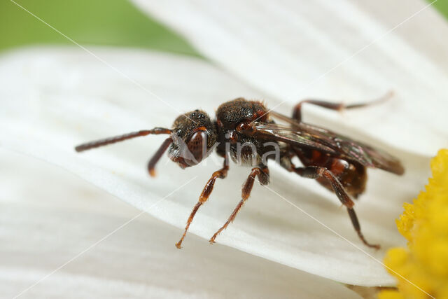 Charmouth Wasp-bee (Nomada sheppardana)