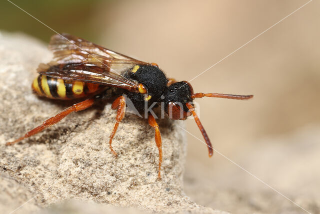 Bonte wespbij (Nomada bifasciata)