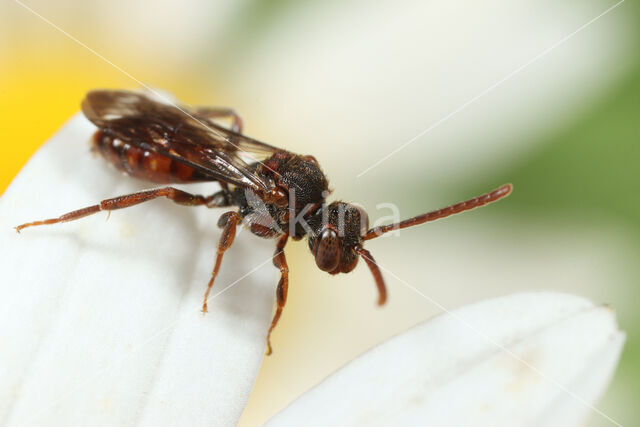 Gewone kleine wespbij (Nomada flavoguttata)