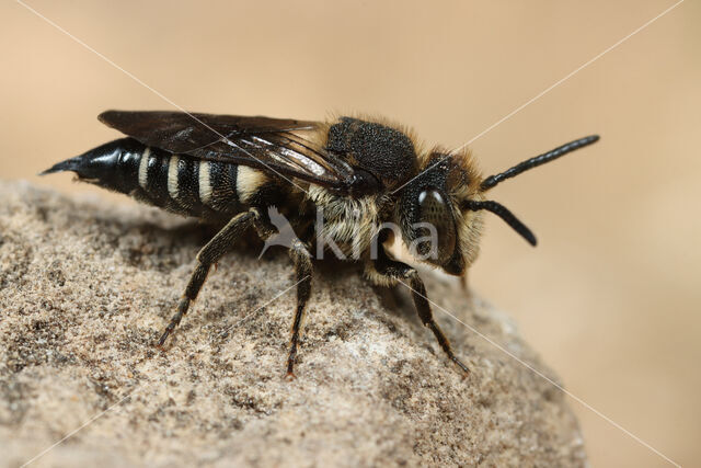 Coelioxys mandibularis