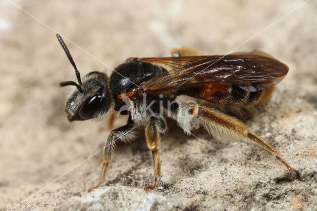 mining bee (Andrena hattorfiana)