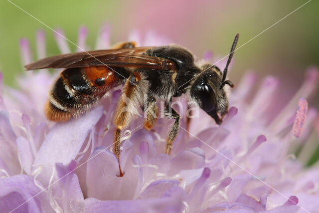 mining bee (Andrena hattorfiana)