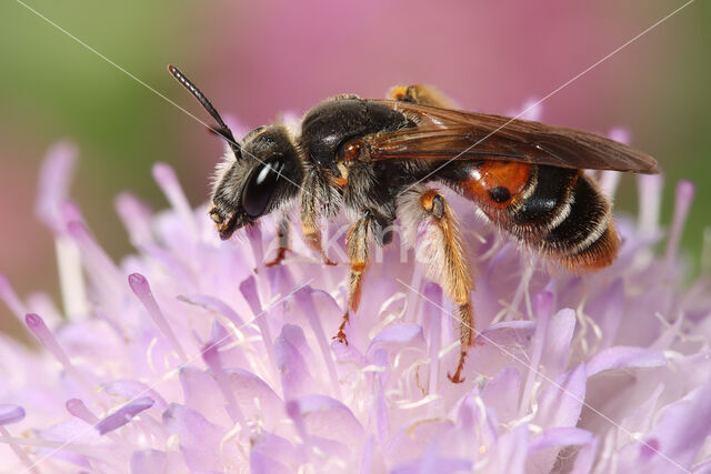 mining bee (Andrena hattorfiana)